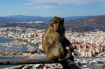 Portrait of a monkey sitting on a railing