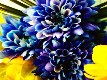 Close-up of yellow flower