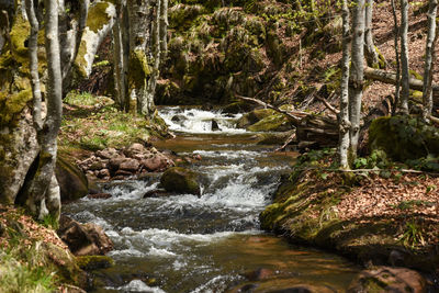 Stream flowing through rocks in forest