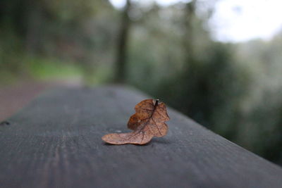 Close-up of dry leaf on wood