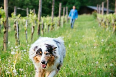 Dog standing on grassy field
