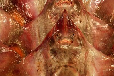 Close-up of fish swimming underwater