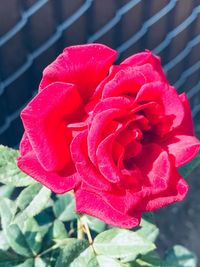 Close-up of red rose blooming outdoors