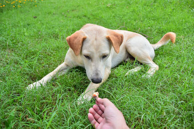 Woman with dog on grass