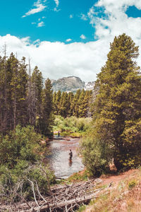 Trees in forest against sky