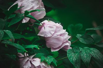 Close-up of pink rose plant