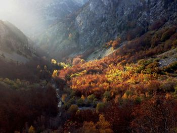 High angle view of trees on mountain during autumn