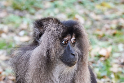 Portrait of a lion-tailed macaque macaca silenus