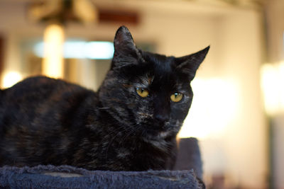 Close-up portrait of black cat at home