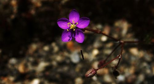 Close-up of purple flowers