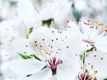 Close-up of white cherry blossoms