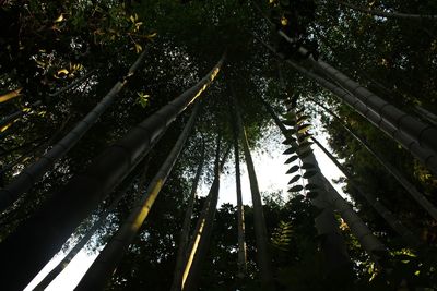 Low angle view of sunlight streaming through trees in forest