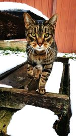 Close-up portrait of cat