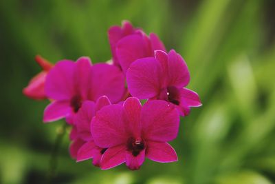 Close-up of pink flowering plant