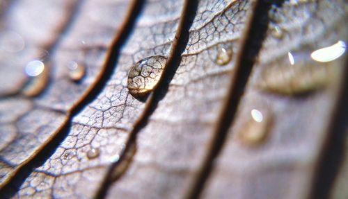 Close-up of bare tree against blurred background