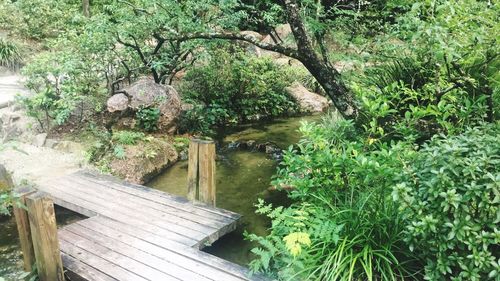 Plants and trees by water