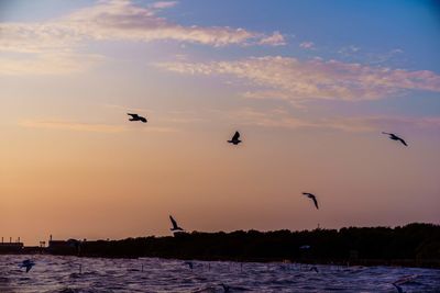 Silhouette birds flying over lake against sky during sunset