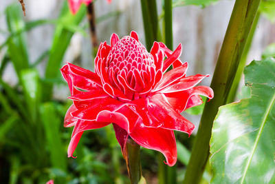 Close-up of red rose flower