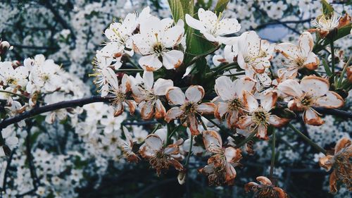 Close-up of white flowers on tree