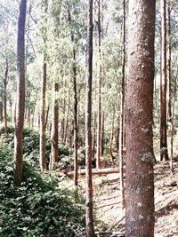 Scenic view of forest