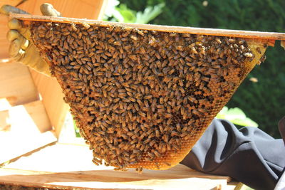 Close-up of bee on ice cream