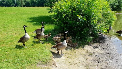 Ducks in a field