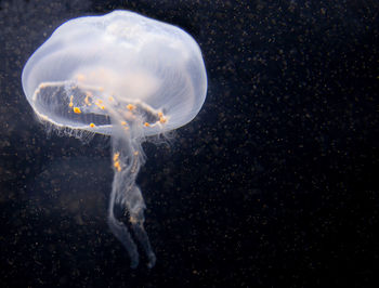 Close-up of jellyfish swimming in sea