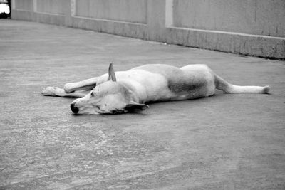 View of a dog sleeping on footpath