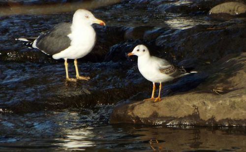 Birds in calm water