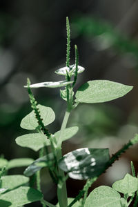 Close-up of plant growing on field