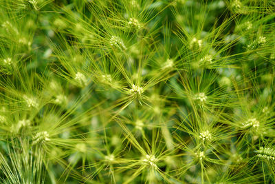 Full frame shot of dandelion