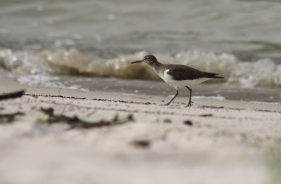 Close-up of seagull on beach