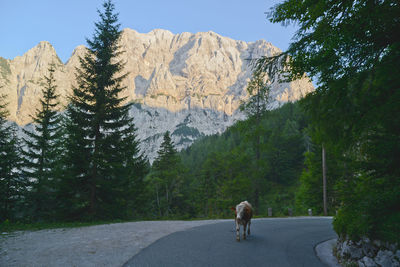 Cow walking on road against rocky mountains