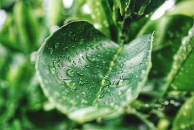 Close-up of wet plant leaves