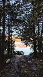 Trees growing in forest against sky