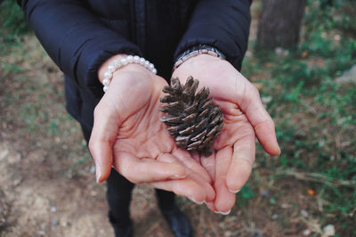 Close-up of person holding pine cone on field