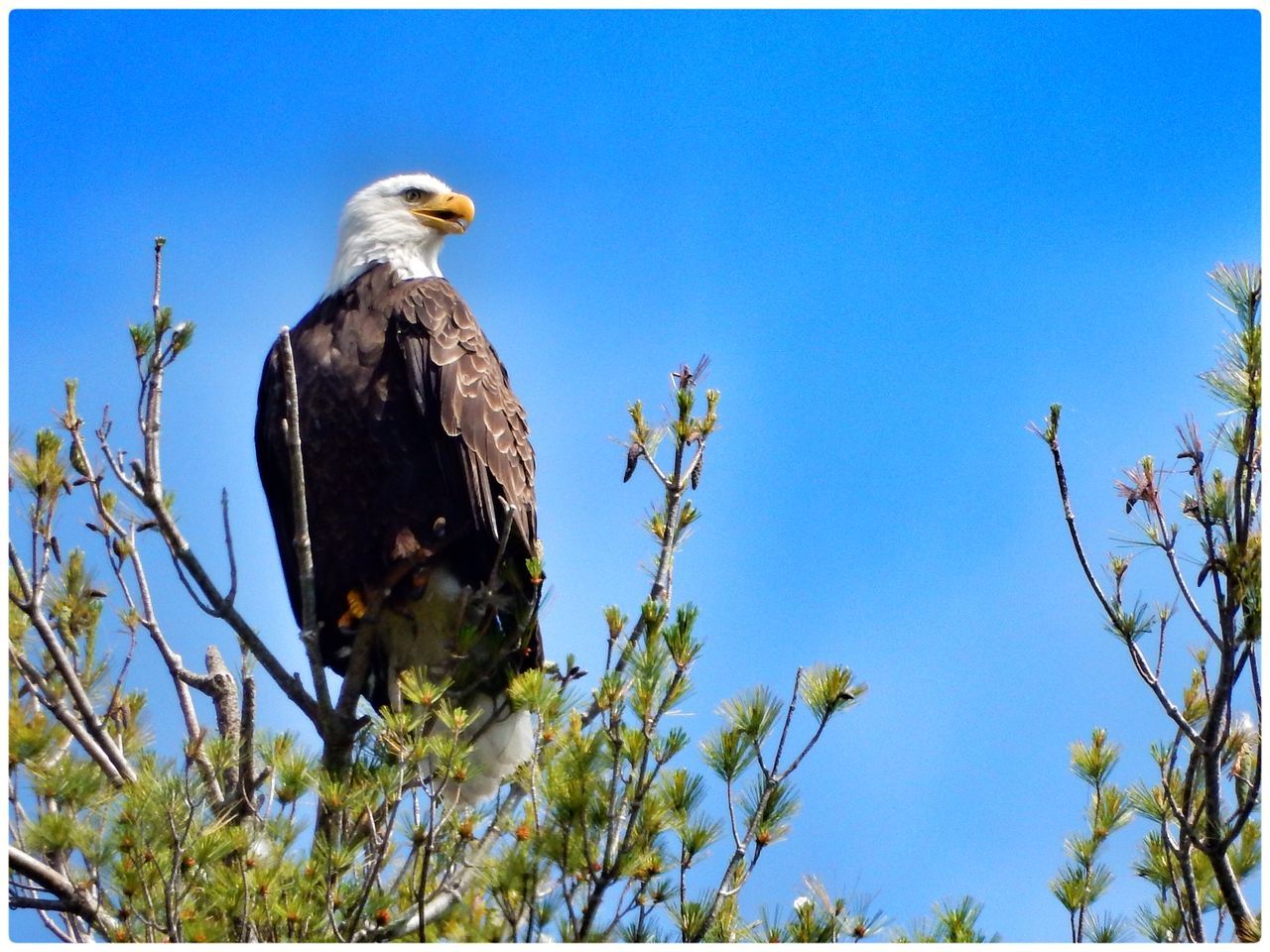 clear sky, animal themes, animals in the wild, bird, low angle view, wildlife, one animal, blue, perching, tree, copy space, transfer print, branch, nature, day, outdoors, auto post production filter, no people, bird of prey, pigeon