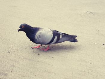 High angle view of pigeon perching on a land