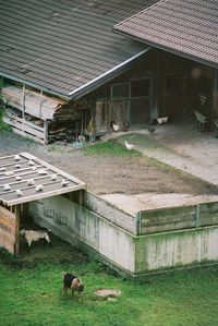 Dog in cage