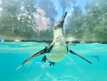 Pingouin swimming in sea