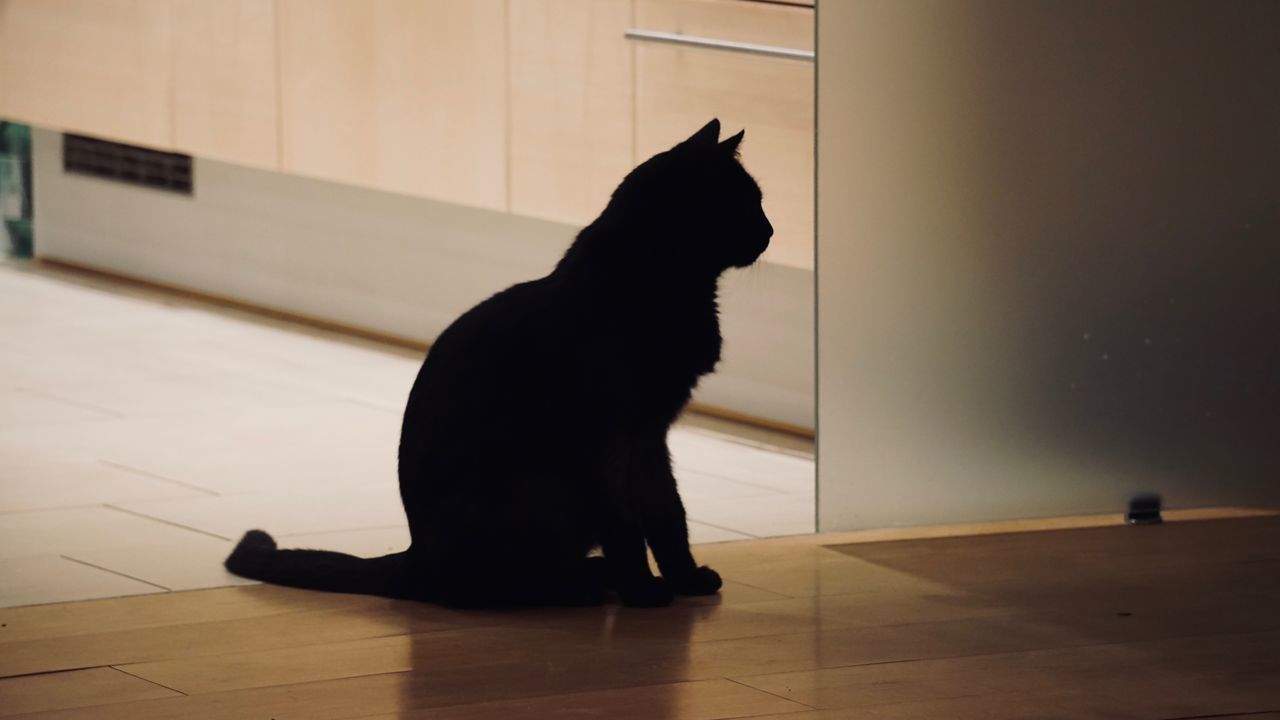 BLACK CAT SITTING ON FLOOR