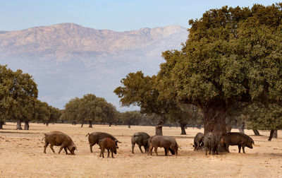 Horses grazing in a field