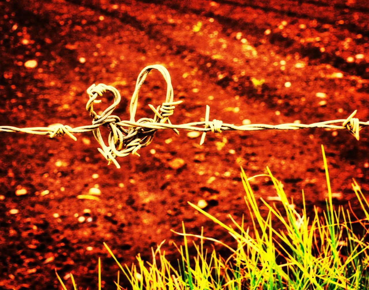 CLOSE-UP OF PLANT ON BARBED WIRE