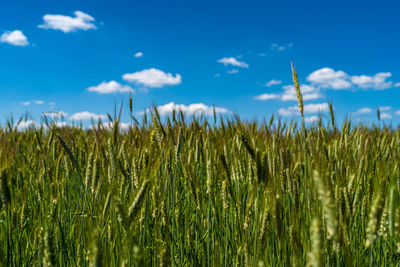 View of stalks in field against blue sky