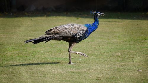 Peacock on field