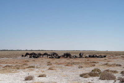 View of sheep on field against clear sky