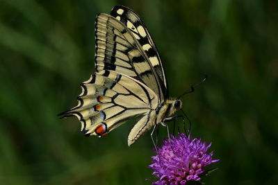 Close-up of butterfly pollinating on purple flower