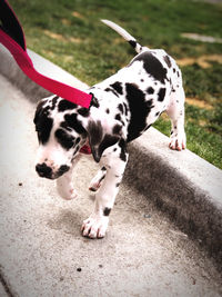 High angle view of a dog