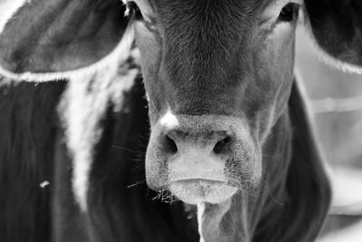 Close-up portrait of cow