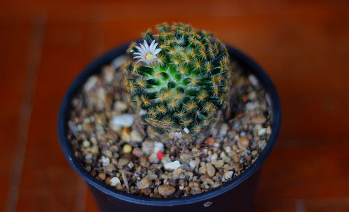 High angle view of succulent plant in pot